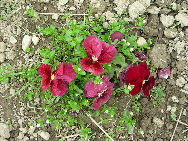 pansy in flower